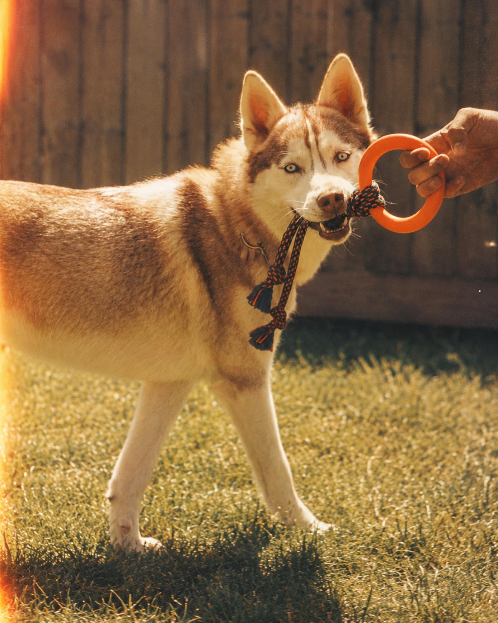 Happy Tails Kit - Olliwo