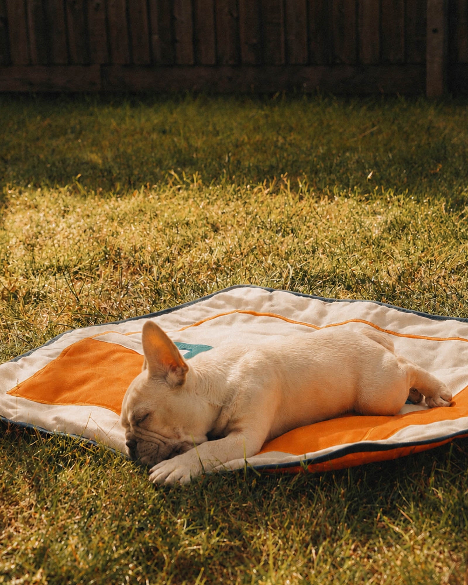 Pawsitivity Kit