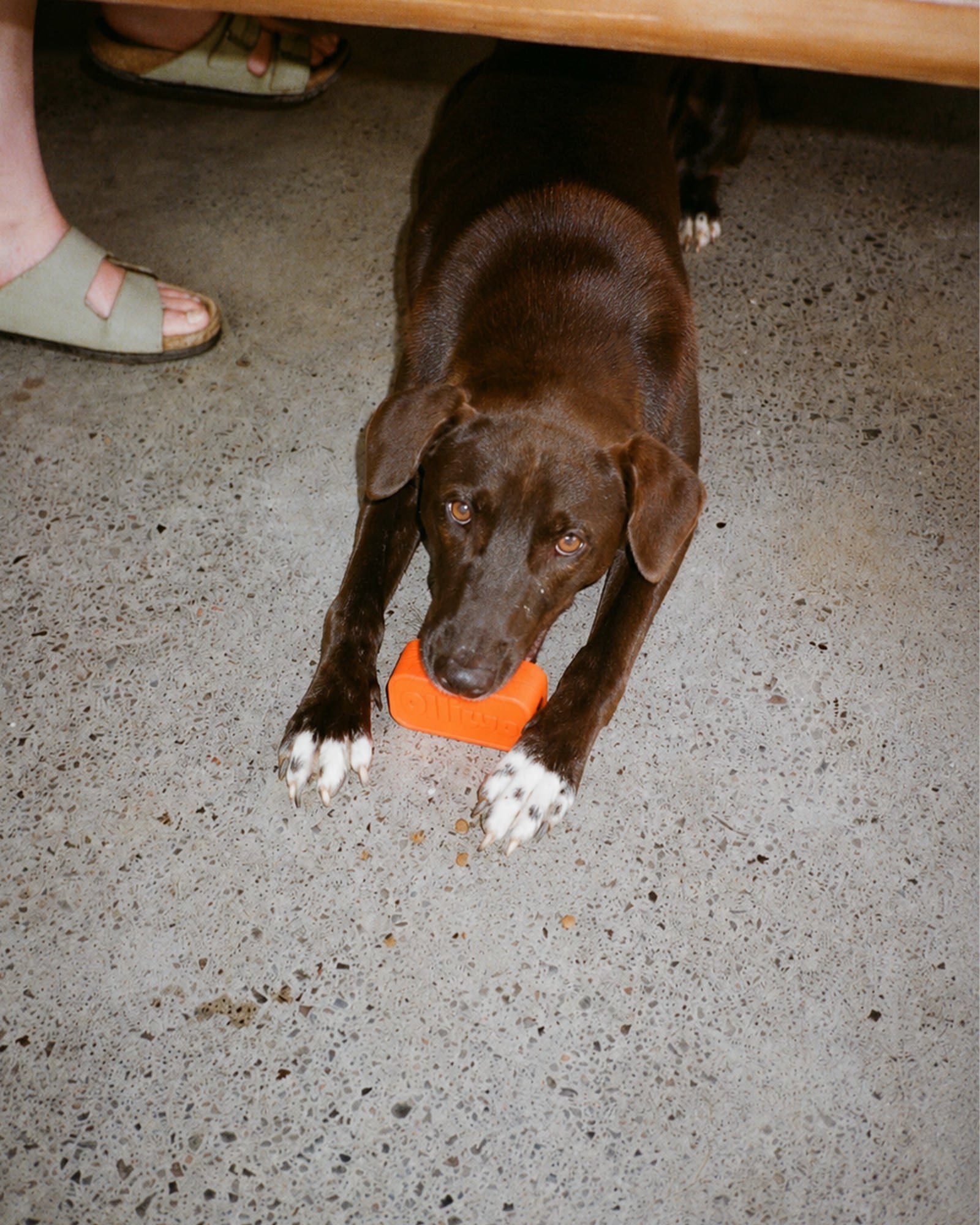 Pawsitivity Kit - Olliwo